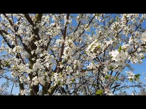 Hegyközszentimre Tavasz