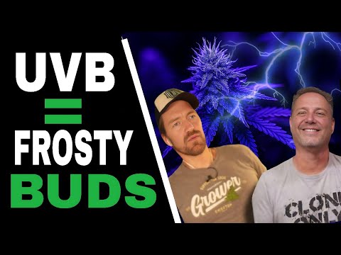 Cannabis Growers Are Adding THIS Light to Their Grow for Frostier Buds (Not LED)