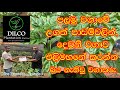 Scotch Bonnet පලමු වගාවේ උගත් පාඩම් වලින් දෙවෙ