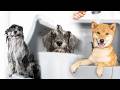 How To Wash Your Dog At Home Step By Step For Beginners