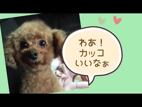ワンワンU・x・Uお悩み相談室5️⃣6️⃣〜福井市「ココくん」#ライダーはカーブ手前でしっかり減速して安全に⤵️🏍