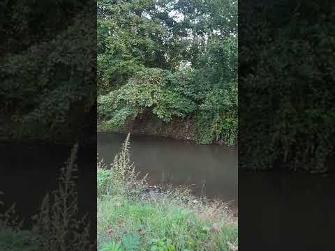 A place with a great view that every dog is in love and Hercules loves and enjoys.@dogs_lover