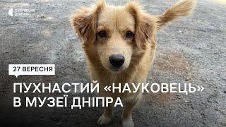 В музеї Дніпра працює чотирилапий «науковець»