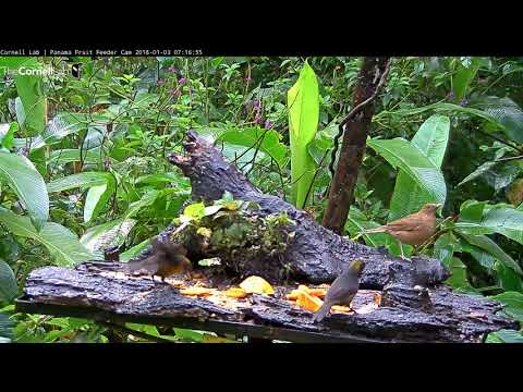 Dusky-faced Tanagers And Clay-colored Thrushes On The Panama Fruit Feeder – Jan. 3, 2018