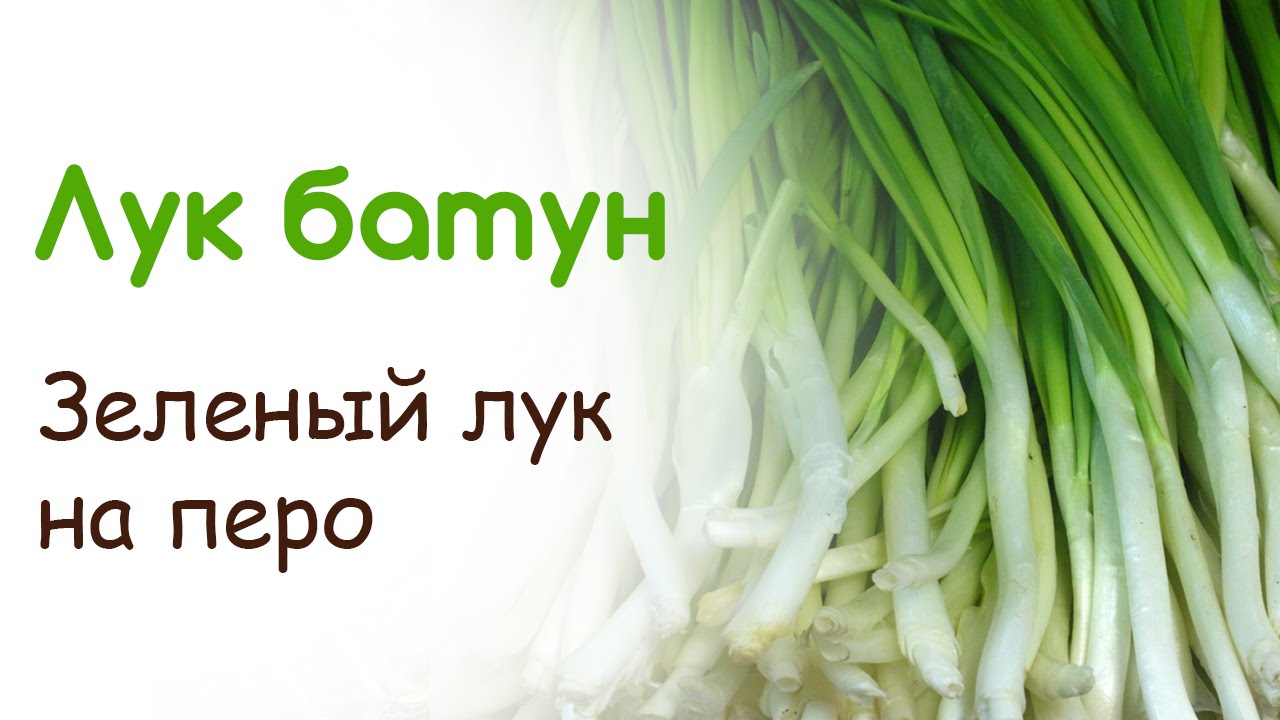 Зеленый лук на перо. Лук батун