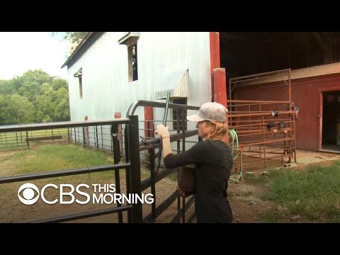 Kansas ranchers dispute UN report that links cows to climate change