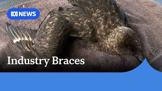 Bird flu fears: Poultry industry braces for potential devastation | ABC NEWS
