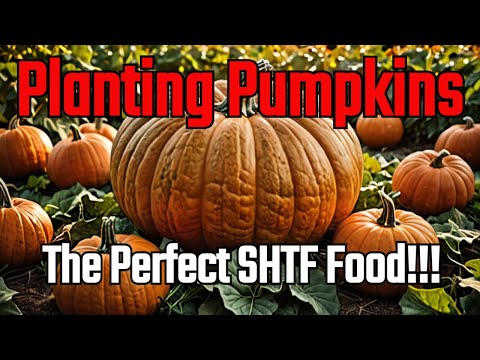 Planting Pumpkins: A Comprehensive Guide to Cultivating Amazing Harvests
