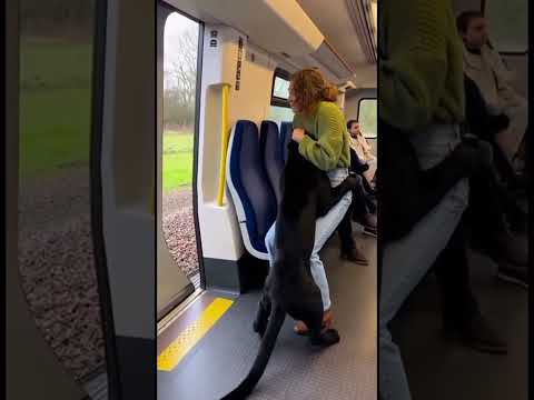 When Animals Ask Humans for Help… Beautiful Rescue Moments