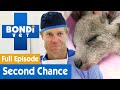 Baby Kangaroo Gets A Second Chance At Life FULL EPISODE S7E18 Bondi Vet