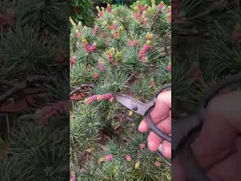 絶対知っておきたい4月・5月に剪定してはいけない植物8選  庭園