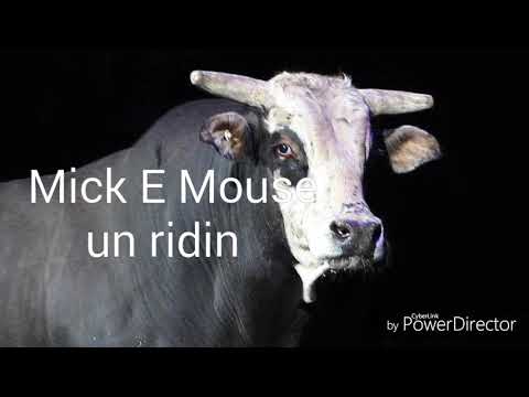 Legends of the PBR bulls