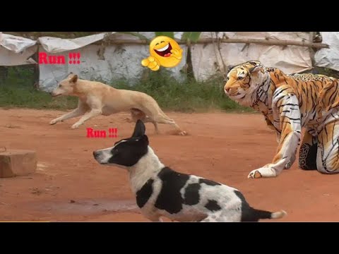 , title : 'FAKE  Tigru VS Real câini'