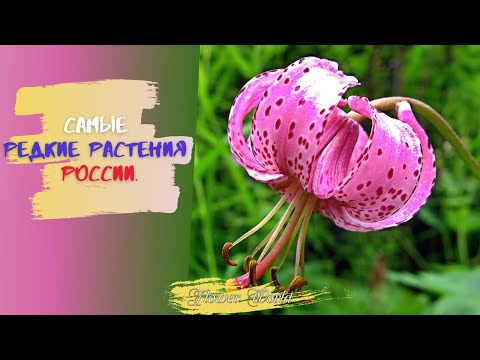 Самые редкие растения России.????Краснокнижные растения России.