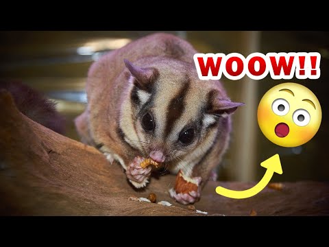 Top 10 facts about sugar gliders that will blow your mind