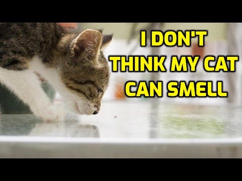 Do Cats Lose Their Sense Of Smell As They Get Older?