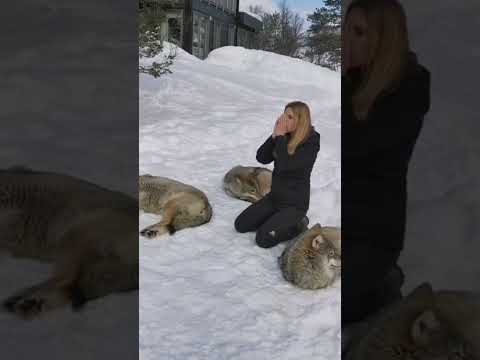 Howling with a pack of wolves in Norway
