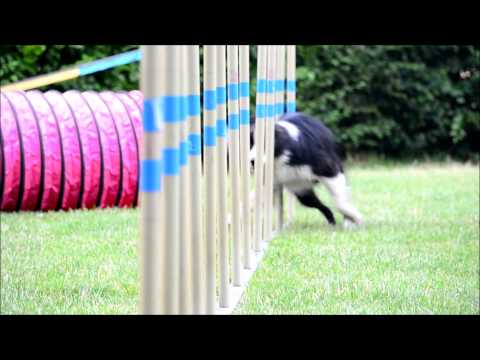 Buddy -Agility trénink- | 21.7-2015