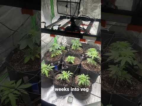 3 weeks into veg #grow #weed