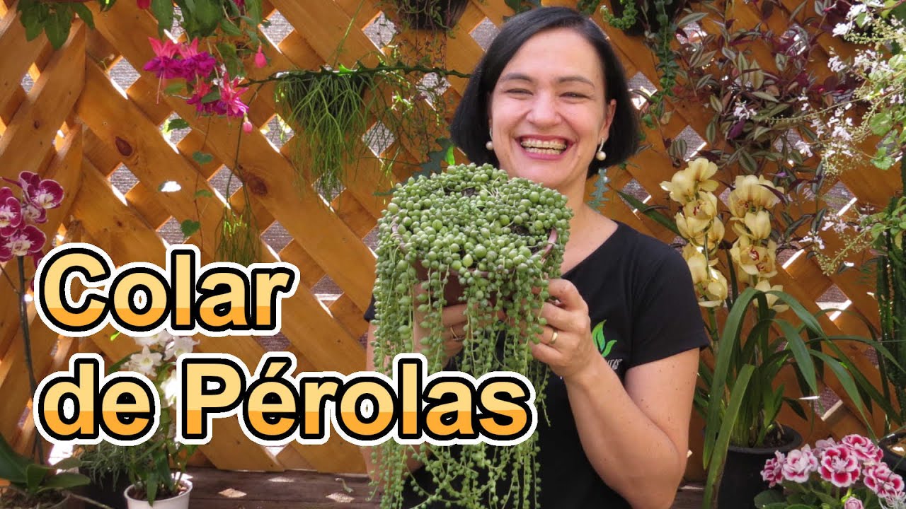 Colar de Pérolas - Conheça essa MARAVILHOSA suculenta!