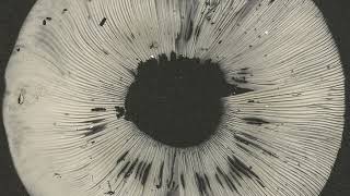 CYCLES II - Cyclic Law&#39;s 20th Anniversary Label Sampler - Full Album