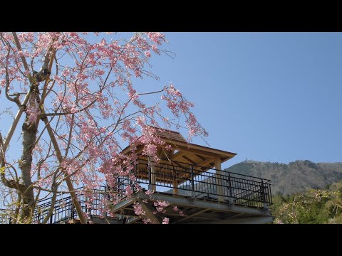 身延空中散歩～クラフトパーク桜～