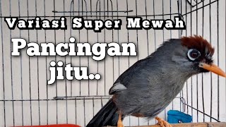 Download lagu Variasi Super Mewah Poksay Mandarin gacor - Pancingan Jitu mp3