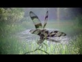 Dragonflies : useful in controlling mosquitos