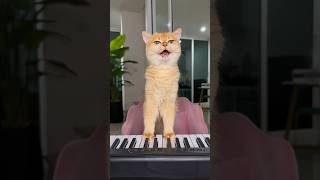 Nika ate all my fish🥲 #cat #cats