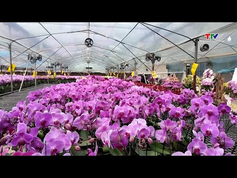 Đa dạng hoa, cây cảnh phục vụ Tết