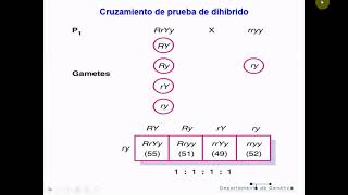 Genética T3B: Herencia mendeliana 2a Ley - Biología Celular y Tisular