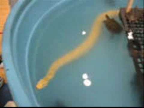 YouTube Video VZ3S74BiPCU