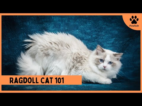 Ragdoll Cat 101: Everything You Need to Know