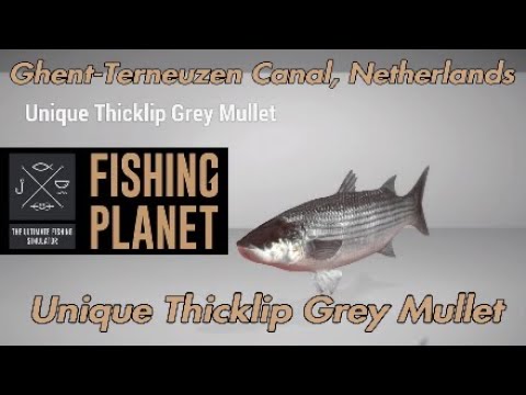 Unique Thicklip Grey Mullet - Ghent-Terneuzen Canal, Netherlands - Fishing Planet Guide