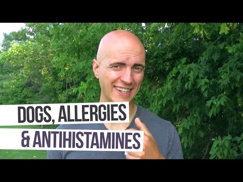 Dogs, Allergies, and Antihistamines