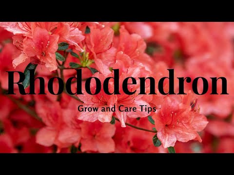 , title : 'Rhododendrons: Grow and Care Tips'