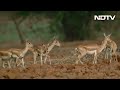 Video: 300 Blackbucks Roam Karnataka Villages, Poaching Fears Flagged - Video