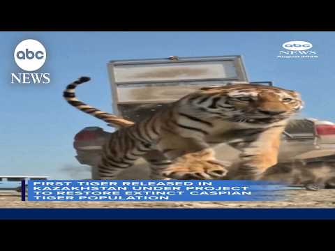 First tiger released as part of Kazahkstan conservation project