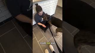 Video preview image #1 Boxerhoula Puppy For Sale in Chandler, AZ, USA