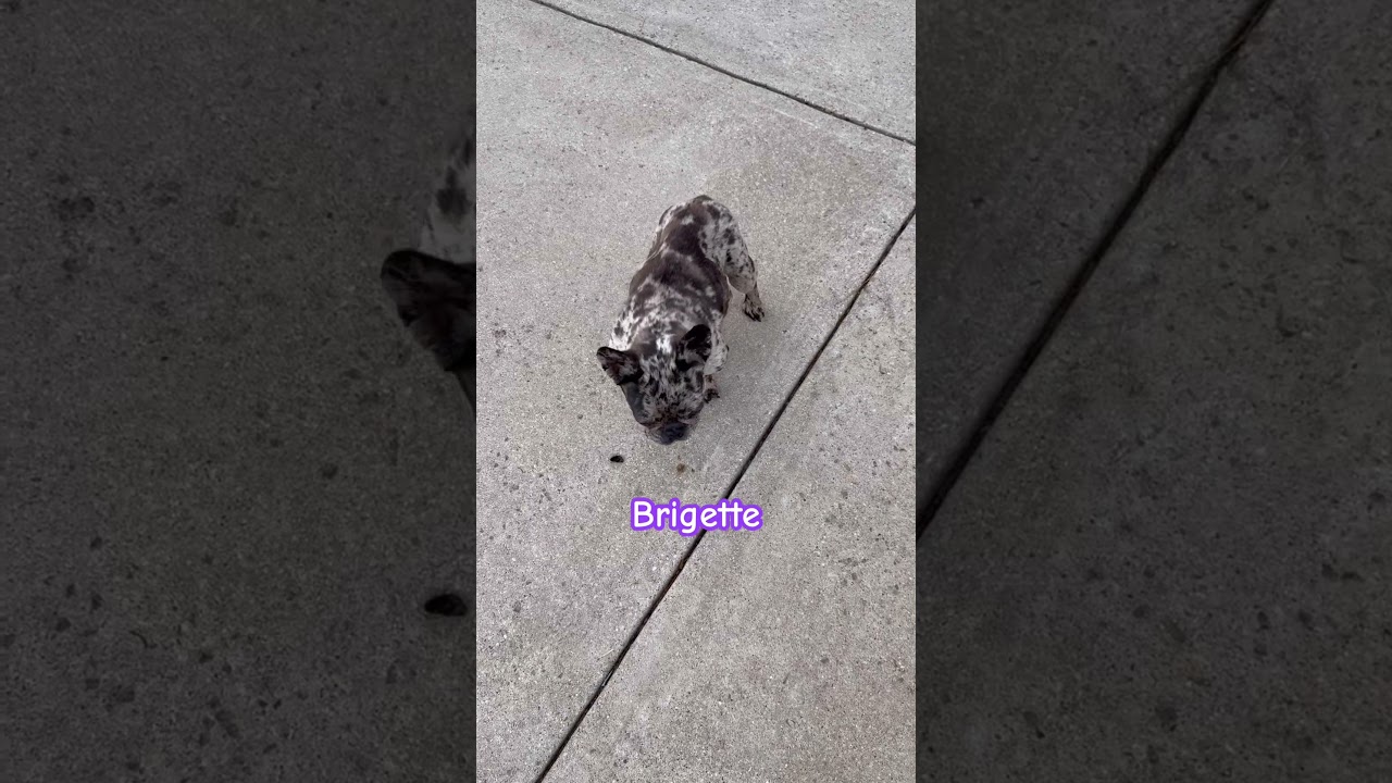Brigette, a Adoptable French Bulldog in Ennis, TX video 3/4