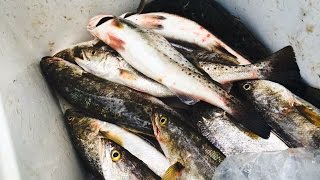 Lake Ponchatrain Trestles (Speckled Trout)