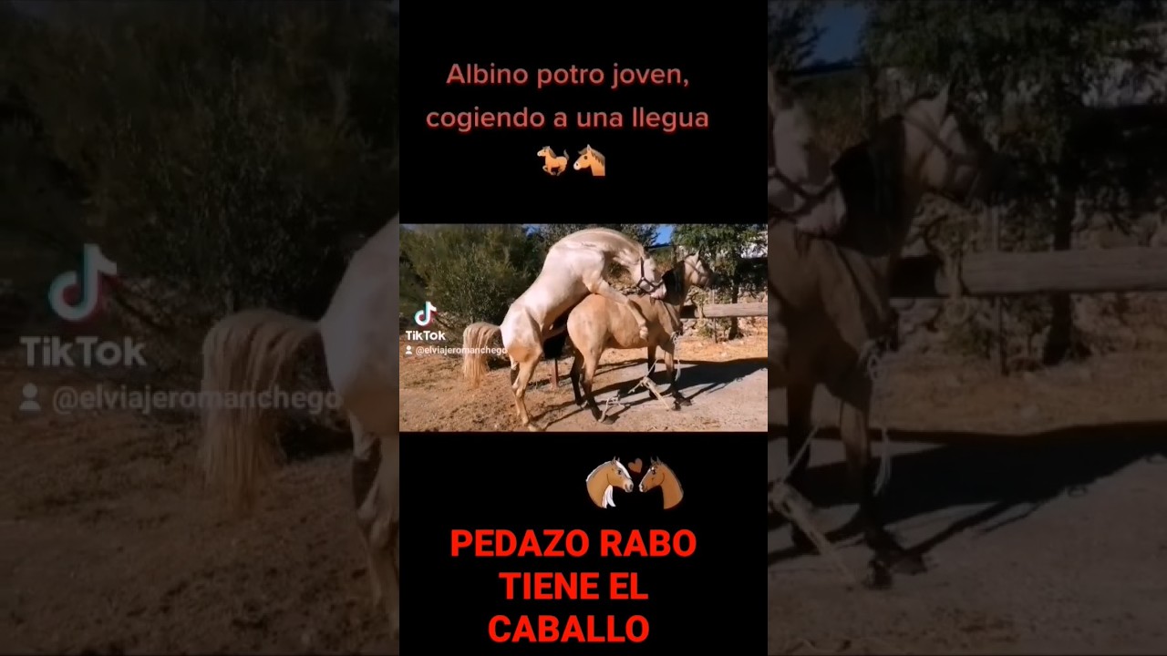 Pedazo rabo tiene el caballo ALBINO, como coge a la llegua.(Video completo). 🐴🐎
