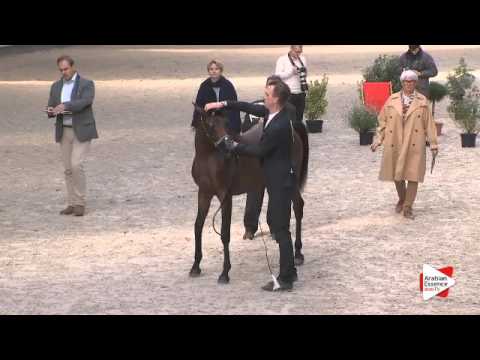 N.10 AMBITIOUS LMA - DEAUVILLE 2015 - Yearling Fillies (Class 1B)