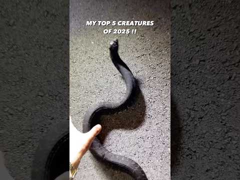 it KEEPS getting more wild!!  #snakes #animals #herping