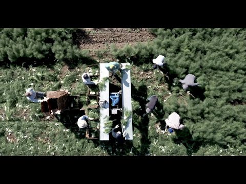 The Source Live | D'Arrigo CA