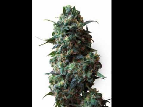 Sean Garrett ft Rick Ross - In Da Box