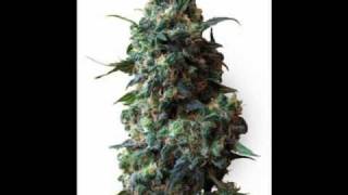 Sean Garrett ft Rick Ross - In Da Box