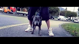 Lazy x Knozah B - Az ember legjobb barátja | Official Music Video 2016 |