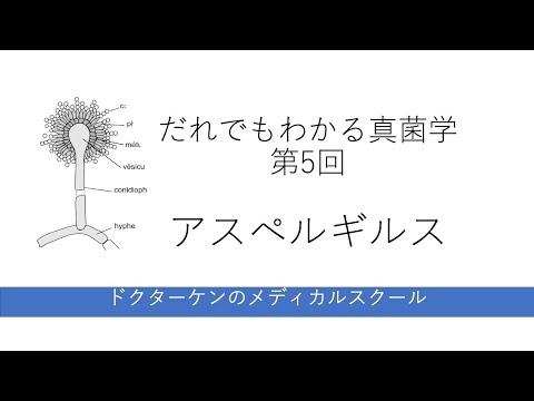  4 最も一般的な真菌性疾患と治療法