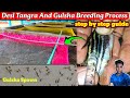 100 Success Breeding Mystus Tengara Desi Gulshan Step By Step Spawning Guide